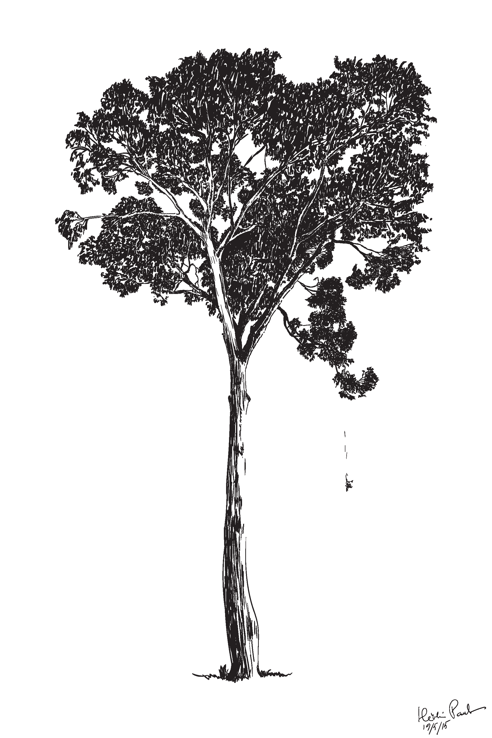 talltree