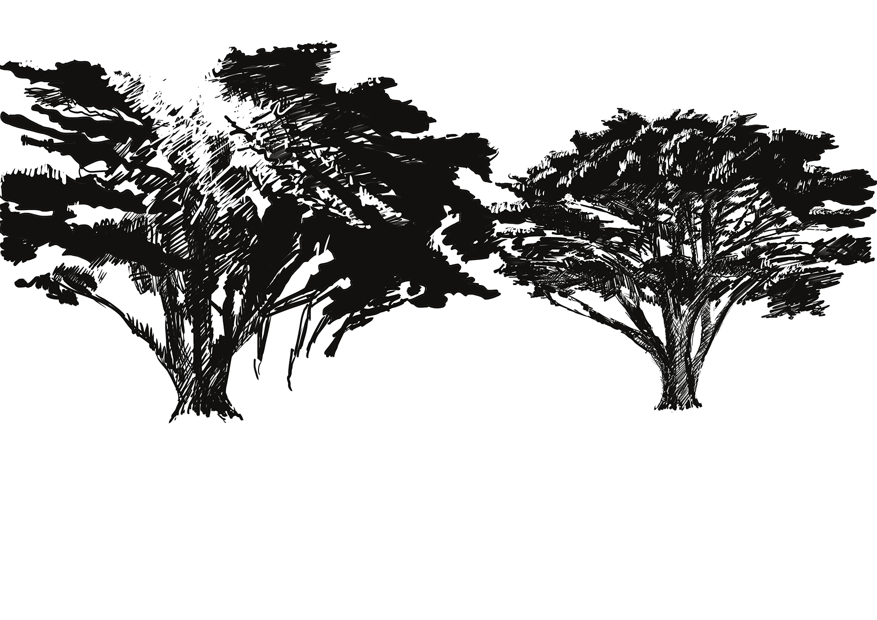 Trees in Torquay
